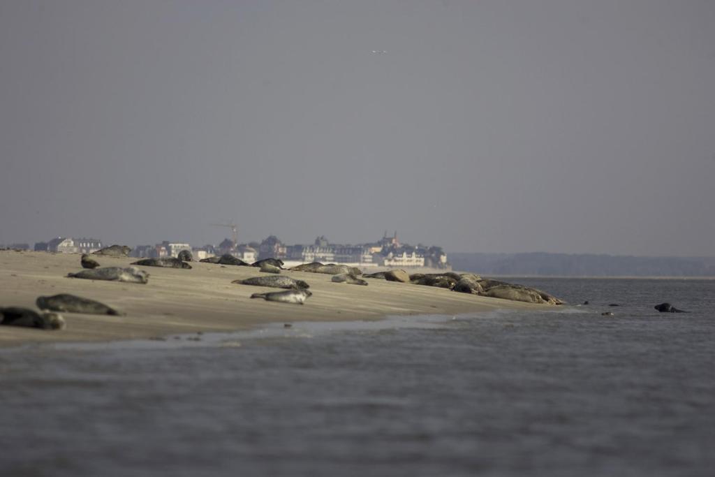 Logis Auberge De La Dune - Hotel & Restaurant เลอโครทัว ภายนอก รูปภาพ